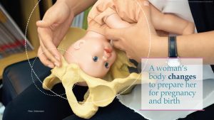 Person guiding a baby doll through a model of the human pelvis, text states, "A woman's body changes to prepare her for pregnancy and birth."